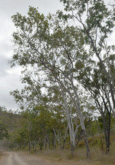 Corymbia confertiflora