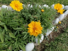 Coreopsis grandiflora