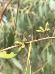 Eucalyptus ovata