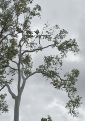 Corymbia confertiflora