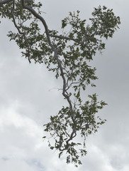 Corymbia confertiflora