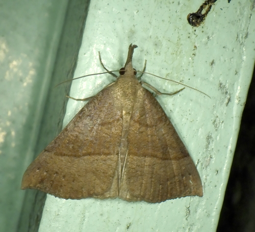 Hypena proboscidalis