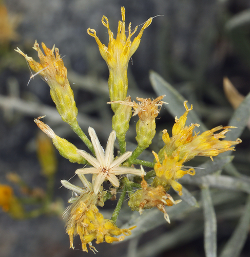 Ericameria X viscosa