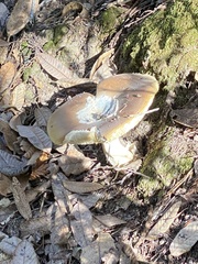 Russula fragrantissima