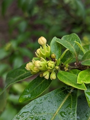 Clerodendrum floribundum