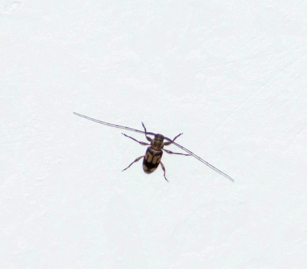 Polymitoleiopus puerulus