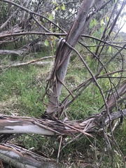 Eucalyptus ovata