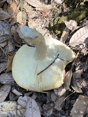 Russula fragrantissima