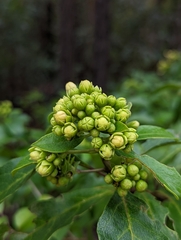 Clerodendrum floribundum