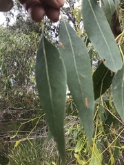 Eucalyptus ovata