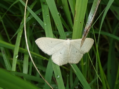 Scopula perlata