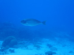 Prionurus microlepidotus