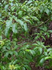 Clerodendrum floribundum