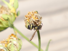 Ancistrocerus bustamente