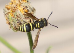 Ancistrocerus bustamente