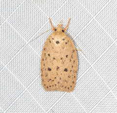 Garrha atripunctatella