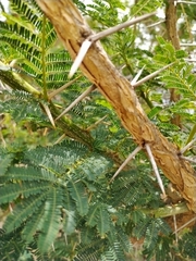 Vachellia karroo