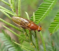 Lauxaniidae