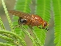 Lauxaniidae