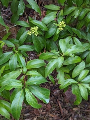 Clerodendrum floribundum
