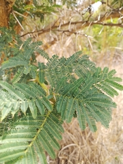 Vachellia karroo