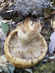 Russula fragrantissima