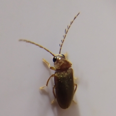 Ptilodactyla