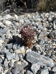 Aphyllon corymbosum