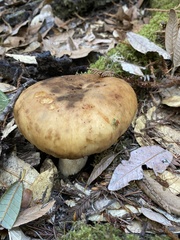 Russula fragrantissima