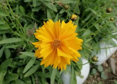 Coreopsis grandiflora