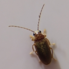 Ptilodactyla