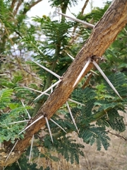 Vachellia karroo