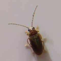 Ptilodactyla