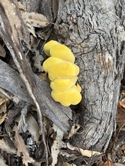 Laetiporus gilbertsonii