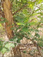 Vachellia karroo