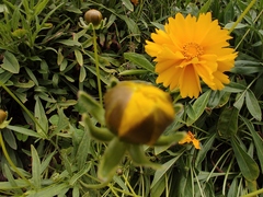 Coreopsis