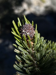 Pinus longaeva