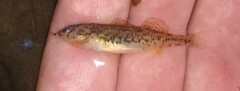Etheostoma caeruleum