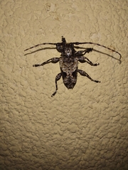Aegomorphus jaspideus
