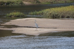 Ardea herodias