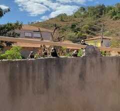 Callithrix geoffroyi