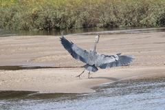 Ardea herodias