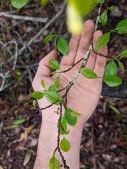 Turraea pubescens