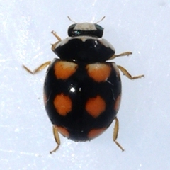 Brachiacantha ursina