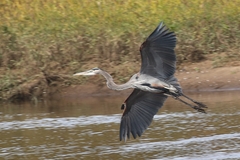 Ardea herodias