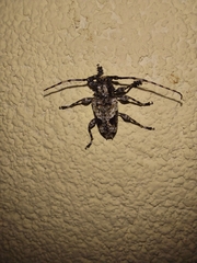 Aegomorphus jaspideus
