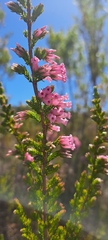 Erica daphniflora