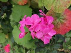 Pelargonium