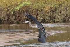 Ardea herodias