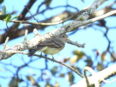 Elaenia chiriquensis